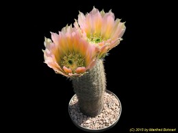 Echinocereus dasyacanthus 1543